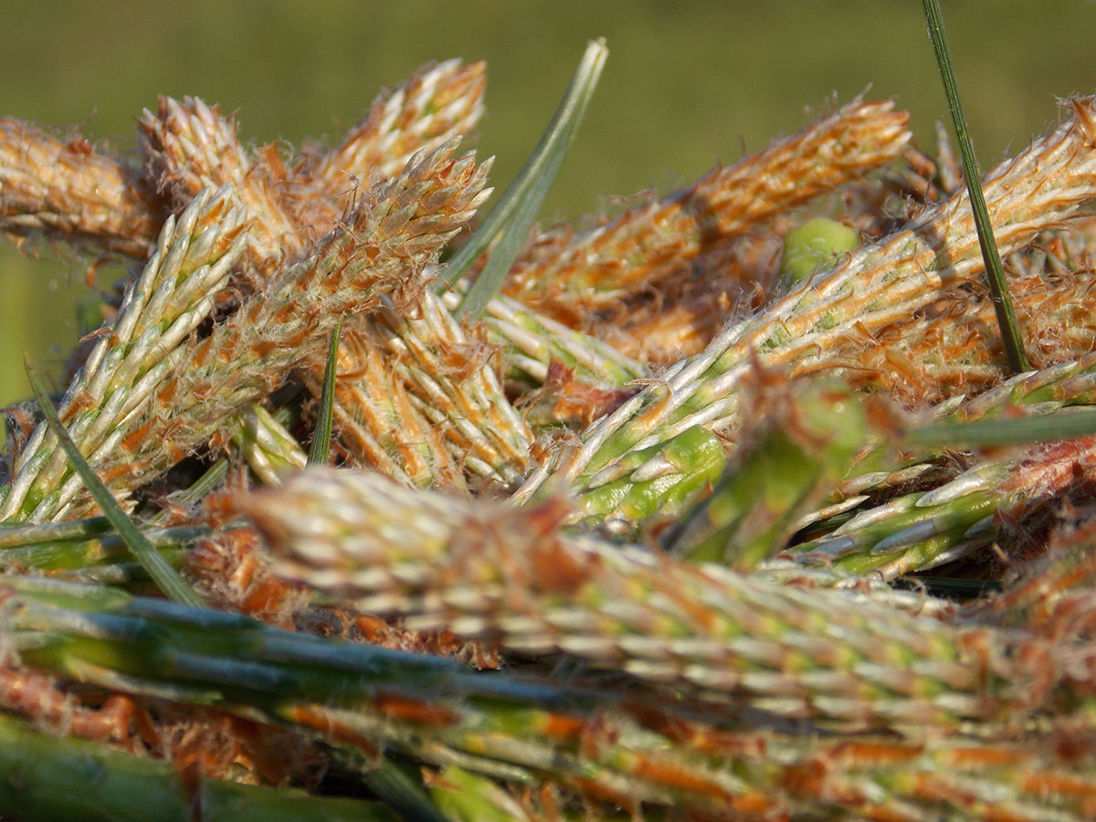SYROP_Z_PĘDÓW_SOSNY